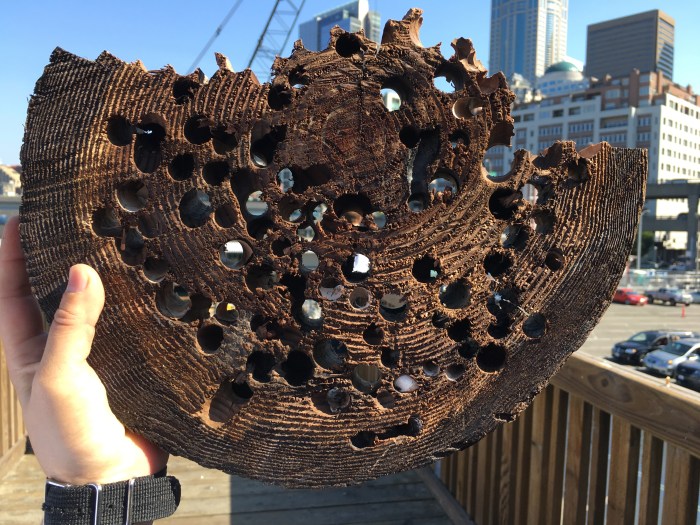 Pictured is an example of the decades-old pilings at th Washington State Department of Transporation's Colman Dock, which began a five-year renovation Tuesday, Aug. 1 when crews began working on King County Water Taxi's temporary location.